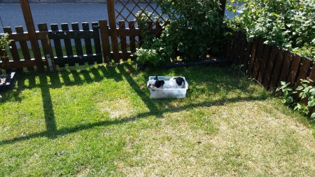 Badbaljan e lite liten