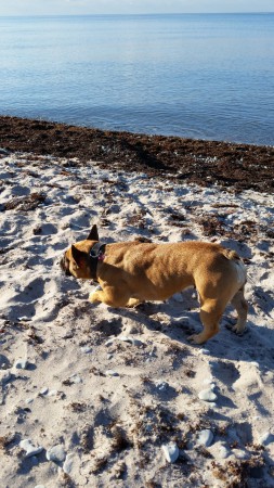 Gotland dräktig V 1